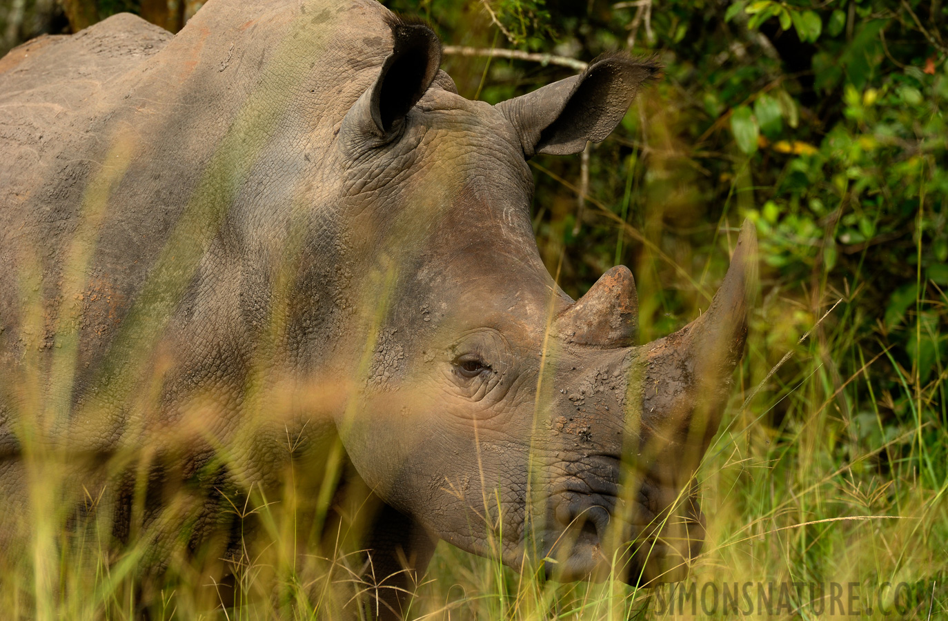 Ceratotherium simum simum [400 mm, 1/400 sec at f / 7.1, ISO 500]